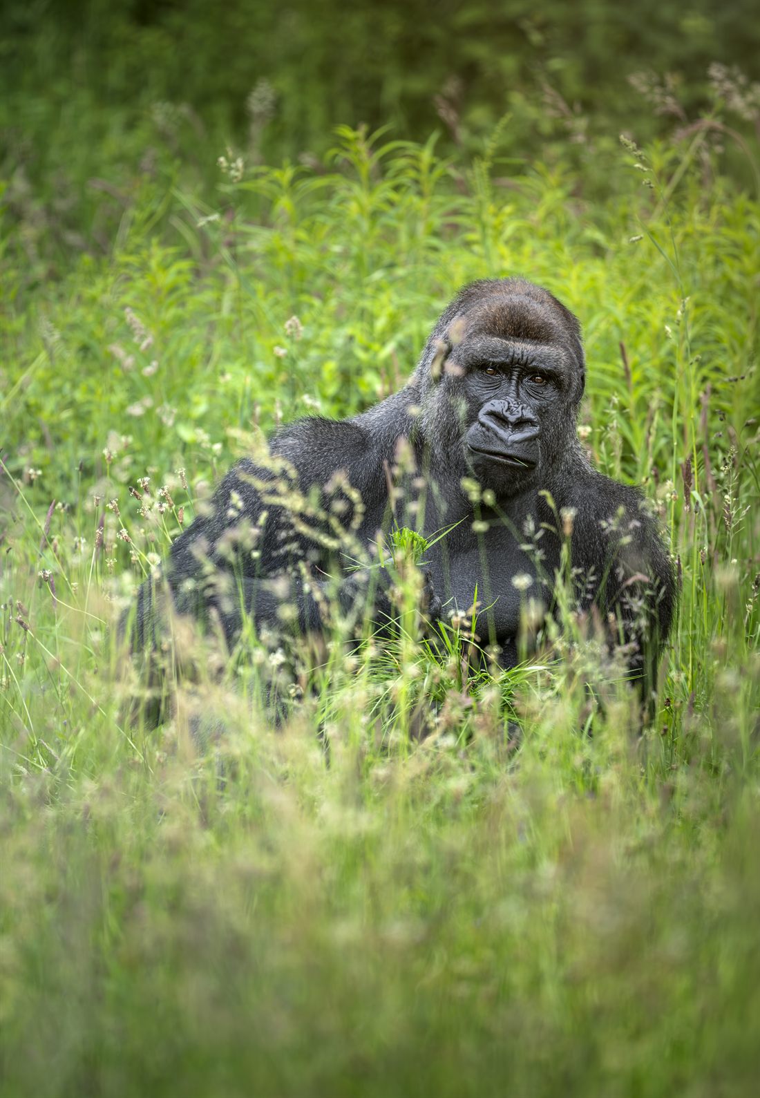 Sølvryggen Baako i gresset i Givskud Zoo.