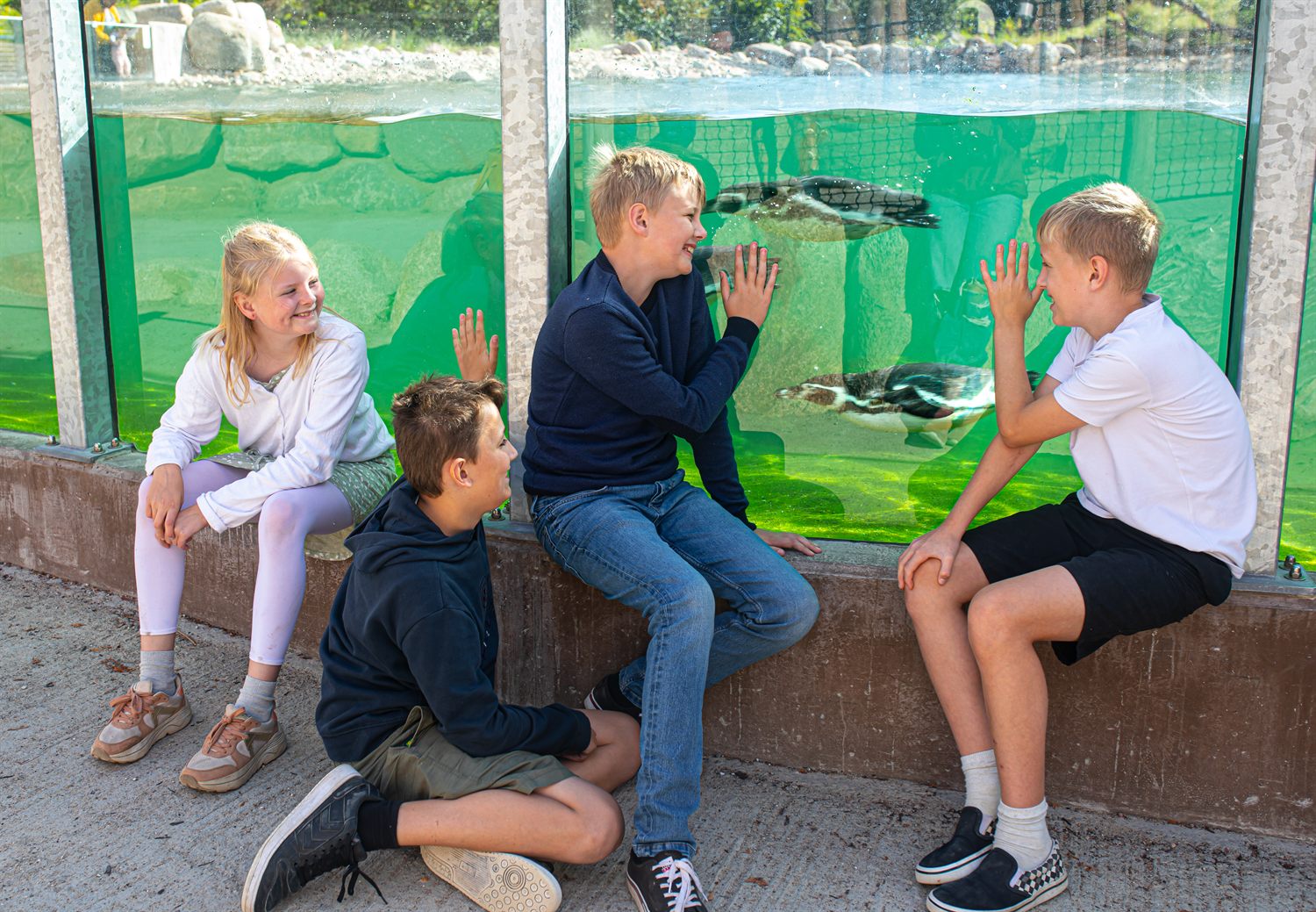 Humboldtpingviner ved vannet i Givskud Zoo.