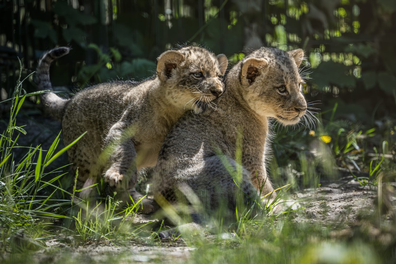 To løveunger som leker i gresset i Givskud Zoo.