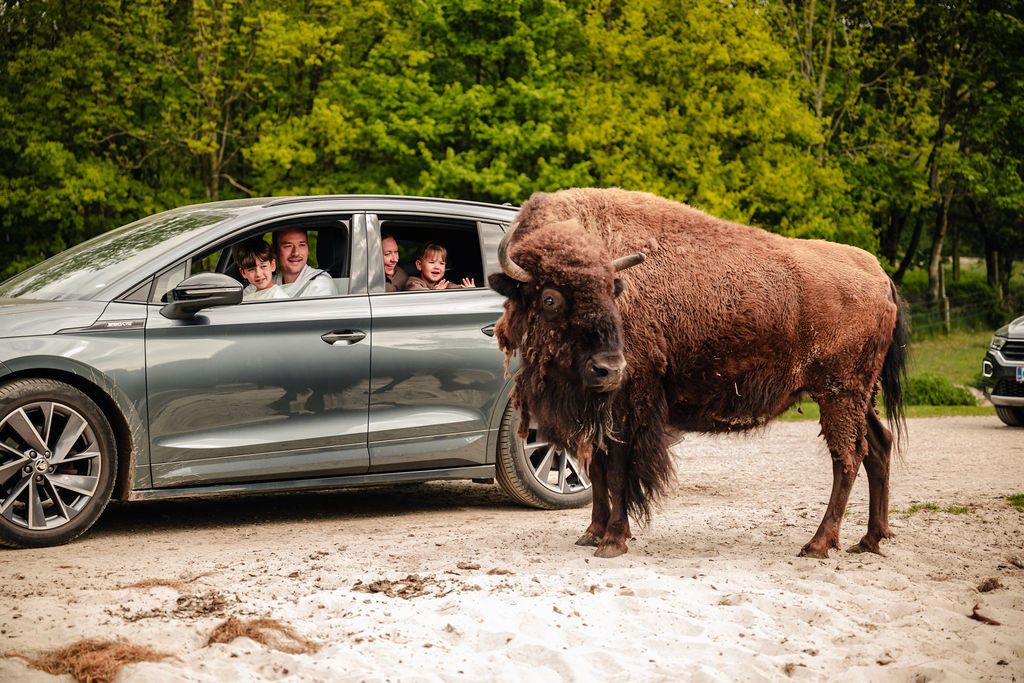 Bison ved bilen under bilsafarien i Givskud Zoo.