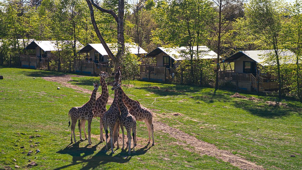Safari Camp Giraffer på gresset foran rekken av safaritelt i Safari Camp ved Givskud Zoo, sett ovenfra.