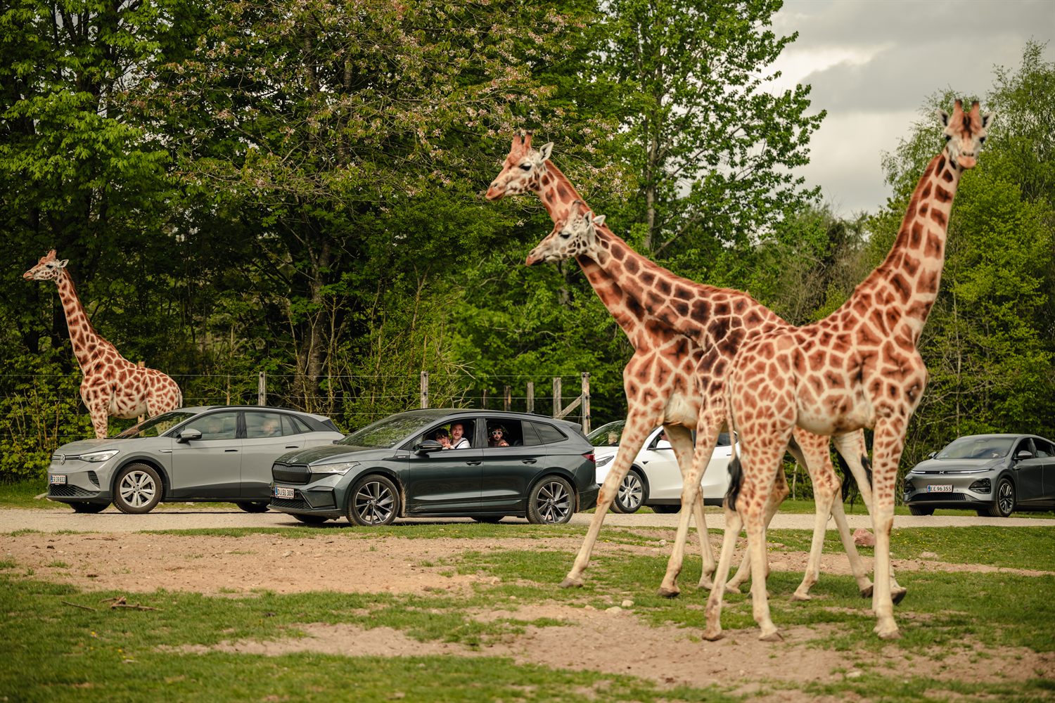Giraffer og biler på savannen under bilsafarien i Givskud Zoo.