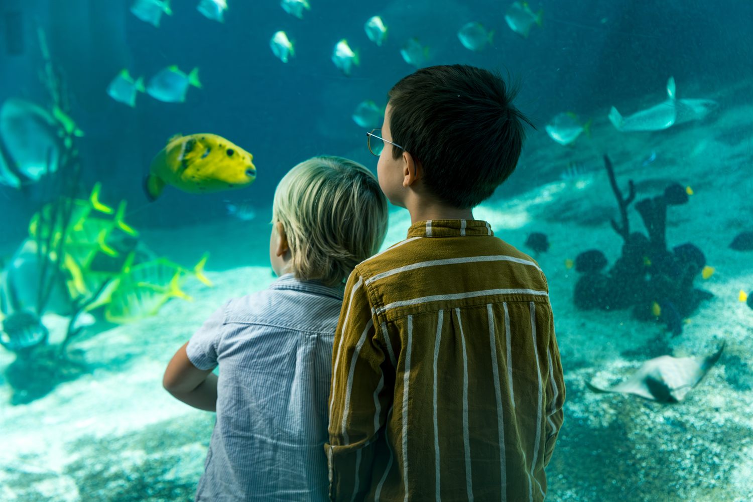 Akvarium på Kattegatcentret To barn ser på en gul kulefisk i et akvarium på Kattegatcentret.