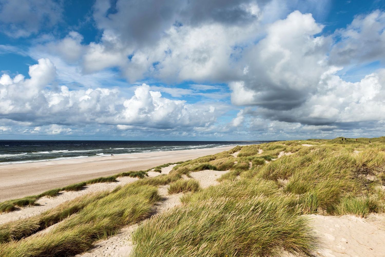 Henne Strand Klitter og bred sandstrand ved Henne Kirkeby.
