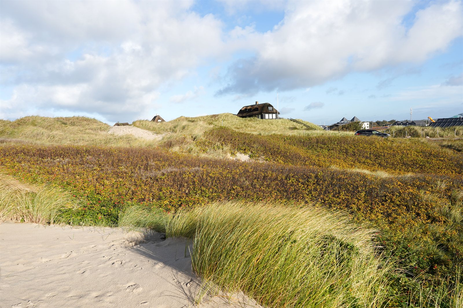 Klitlandskap ved Søndervig med marehalm, blomstrende strandroser og et stråtekt sommerhus på klittoppen, og en sandsti ned mot stranden.